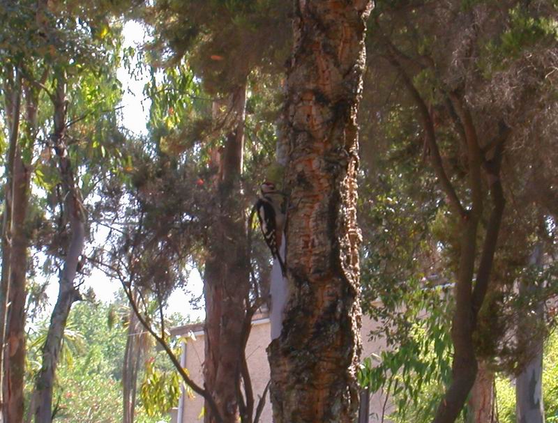 Picchio rosso maggiore - Dendrocopus major